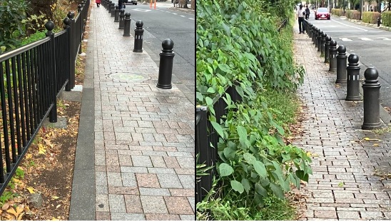 風の散歩道 草木剪定